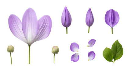 Fototapeta premium A collection of various purple flower stages, including buds and petals, on a white isolated background.