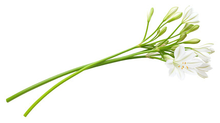 Fototapeta premium A delicate bouquet of white flowers with green stems on a white isolated background, perfect for nature-themed designs.
