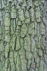 tree bark texture