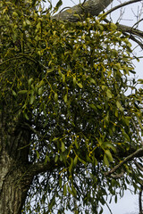 Mistletoe in a tree