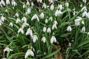 snowdrops in spring