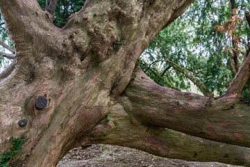 old tree in the forest