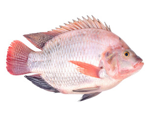 tilapia fish isolated on a white background.