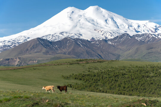 Two cows graze in a meadow in the Elbrus region. Kabardino-Balkaria, Russia