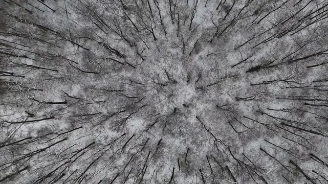 Wald im Winter, von oben gesehen