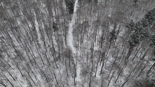 Wald im Winter, von oben gesehen