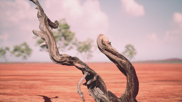 A gnarled tree trunk stands prominently in a sunlit barren landscape. Its twisted branches create interesting shapes against the vibrant red soil and distant green trees under a clear blue sky.