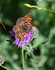 Obraz premium Perlmuttfalter