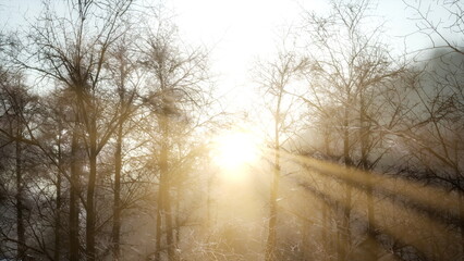 Fototapeta premium Golden rays of sunlight pierce through the branches of leafless trees, creating a magical atmosphere. The winter landscape glows softly as daybreak unfolds, bringing warmth and hope.