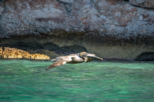 Brown pelican hovering over the turquoise waters of the,aragua National Park, Cabo Rojo, Pedernales province, Dominican Republic