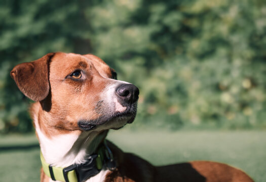 Headshot of dog looking at squirrel, bird or noise while standing in park or yard. Dog hunting instinct. Intense and focused body language. Female Harrier mix. Selective focus on nose.