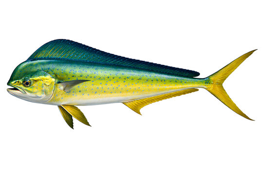 Vibrant Mahi Mahi Dolphinfish Coryphaena Hippurus Isolated Marine Seafood Illustration