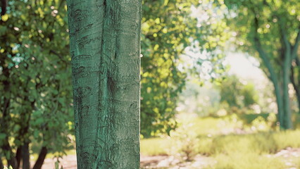 Obraz premium Sunlight gently pours through a lush forest as trees stand tall and green. The bark of a tree catches the warmth, creating a peaceful and serene atmosphere perfect for a quiet walk.