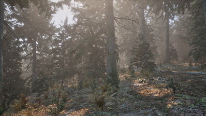 Obraz premium Golden sunlight streams through the branches of tall trees in a serene forest.