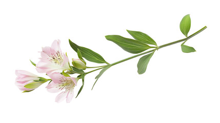 Obraz premium Delicate pink flowers with green leaves on a white isolated background.