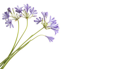 Obraz premium Delicate purple flowers with green stems on a white background, perfect for floral designs and nature-inspired projects.