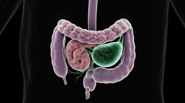 Anatomical Visualization of the Human Digestive System Showing Colon, Pancreas, and Gallbladder for Medical Education