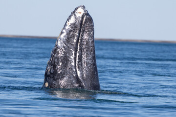 Gray whale surfacing vertically in ocean © Josh