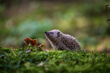 Young hedgehog in natural habitat © Rudolf