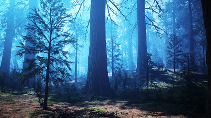 Fototapeta premium Tall trees stretch skyward in a serene forest. Soft blue mist drapes over the ground, creating a magical atmosphere. Sunlight filters through the branches, illuminating the quiet woodland.