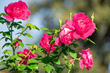 Fototapeta premium Beautiful pink roses blooming against clear blue sky. Close up of vibrant romantic rose flowers in a garden on a sunny day. Natural floral background for Valentine's Day or wedding concept