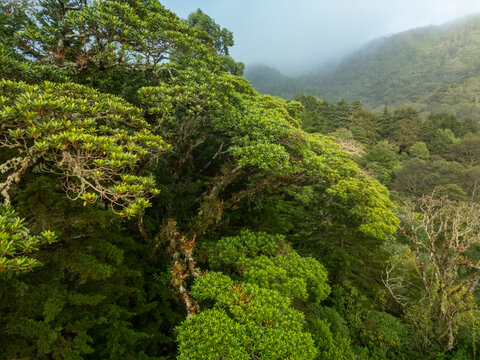 Lush tropical cloud forest landscape in the highlands of Boquete, inside Volcan Baru National Park. Mist drifting over dense mountain rainforest, Boquete, Chiriqui, Panama - stock photo