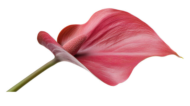 Vibrant pink anthurium flower on a stem against a white background, showcasing its unique shape and texture.