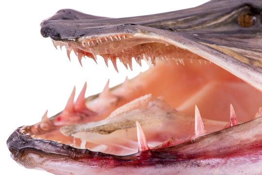 Hecht mit Gebiss und scharfen Z&auml;hnen isoliert als Freisteller &uuml;ber transparentem Hintergrund