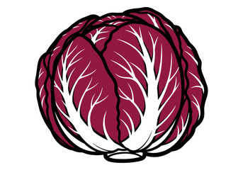 Illustration of a fresh radicchio head vegetable.