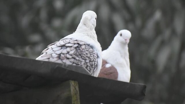 Pair of fancy white pigeons preening on a rooftop with blurred nature background.