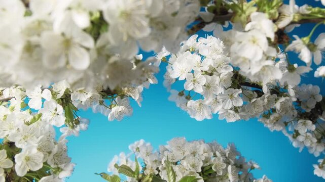 Cherry blossom on branches with blue background and white petals falling. Smooth slow slider footage.