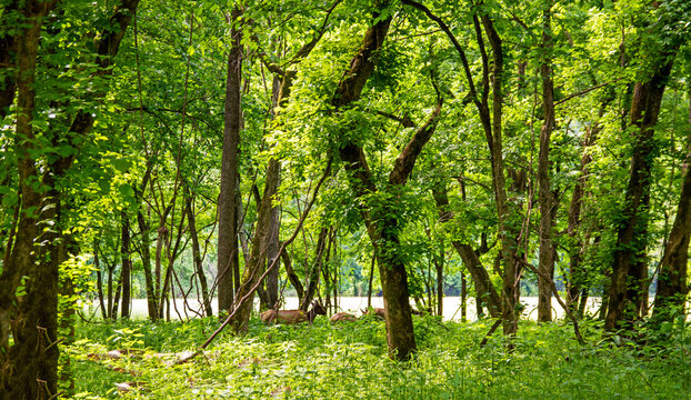 Elk walking in wilderness