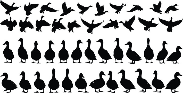 Vector illustration of duck silhouettes in flying, standing, and walking poses symbolizing wildlife, nature, biology, education, and decorative design