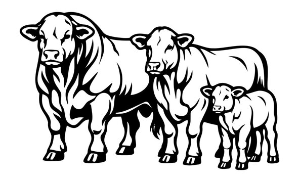 Simmental Cattle Family Line Art &ndash; Bull Cow and Calf Illustration