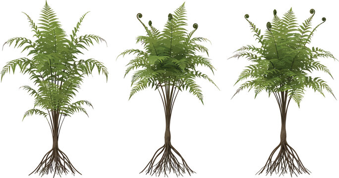 Three ferns with green leaves and brown roots on white background  isolated plants for decoration and design