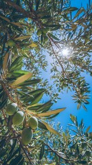 Olive Branch with Green Olives and Blue Sky, Mediterranean Sunlight