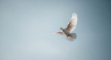 Fototapeta premium A lone white dove with outstretched wings soars against a soft blue sky during the day