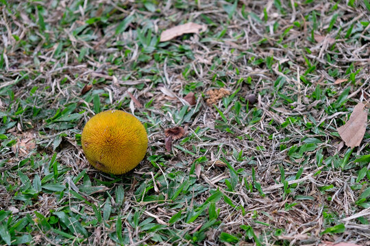Exotic mentawa fruit or Artocarpus anisophyllus is a rare tropical treasure from Borneo, Indonesia