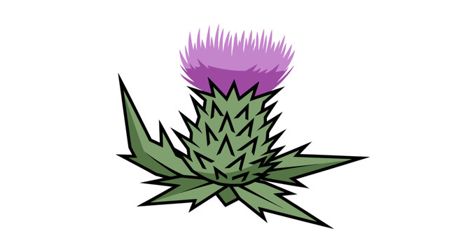 Illustration of a Scottish Thistle Flower.