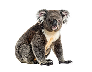 Naklejka premium Koala joins a quick snack break