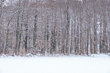 Fototapeta premium 白銀の世界が広がる雪原と雪化粧した冬の森
