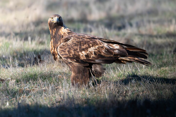 Obraz premium olden Eagle Standing Guard Over Its Kill, Watching for Approaching Predators