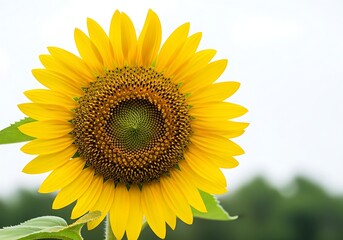 Obraz premium Bright yellow sunflower with green center and leaves on blurred background