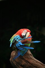 scarlet macaw parrot © Sutriyo