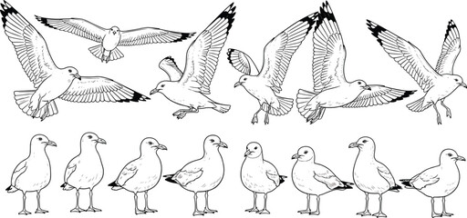 Fototapeta premium Detailed seagull vector illustration, birds in flight and standing poses, black and white artwork, creative wildlife design elements, decorative background pattern