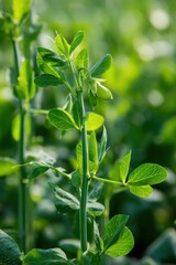 Obraz premium Green pea plant with fresh leaves and pods growing in natural sunlight on farm field, closeup of healthy agricultural crop in early growth stage for farming and harvest.
