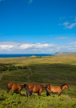 Horses in rano raraku, Easter Island, Hanga Roa, Chile