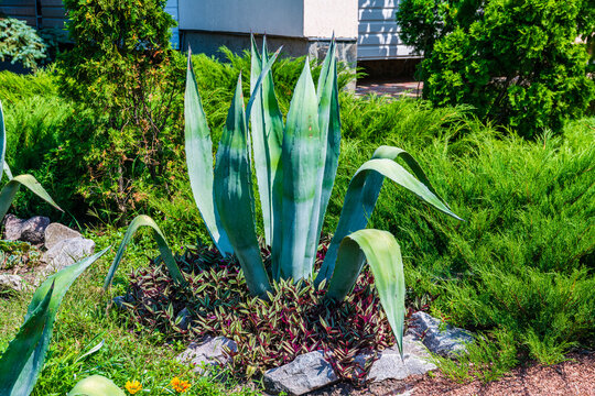 Green agava plant growing in a hotel yard