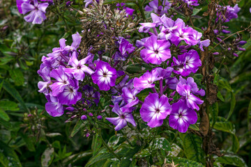 Obraz premium Delicate purple phlox flowers in a flowerbed in the garden.