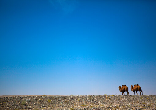 Bactrian Camel, Yecheng, Xinjiang Uyghur Autonomous Region, China
